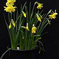 Narcissus 'Stint' 8th April 2014, David Pilling