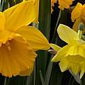 Narcissus 'Stint' right, 'Saint Victor' left, 8th April 2014, David Pilling