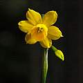 Narcissus 'Stocken', Mary Sue Ittner