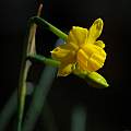 Narcissus 'Stocken', Mary Sue Ittner