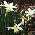 Narcissus 'Thalia', Jay Yourch Narcissus 'Thalia', Jay Yourch