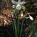 Narcissus 'Thalia', Jay Yourch Narcissus 'Thalia', Jay Yourch