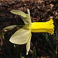 Narcissus 'Toby the First', Jay Yourch