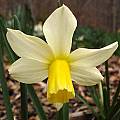 Narcissus &#039;Toto&#039;, Jay Yourch [Shift+click to enlarge, Click to go to wiki entry]
