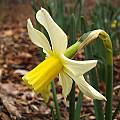 Narcissus 'Toto', Division 12, Miniature, Jay Yourch