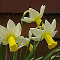 Narcissus 'Trena', 14th April 2013, David Pilling [Shift+click to enlarge, Click to go to wiki entry]