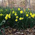 Mass planting of Narcissus 'Trevithian' with Leucojum aestivum in foreground, Jay Yourch Mass planting of Narcissus 'Trevithian' with Leucojum aestivum in foreground, Jay Yourch