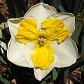 Narcissus 'Tricollet', Jay Yourch