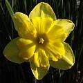 Narcissus &#039;Tripartite&#039;, Jay Yourch [Shift+click to enlarge, Click to go to wiki entry]