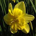 Narcissus 'Tripartite', Jay Yourch