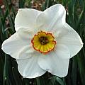 Narcissus 'Tullybeg', Jay Yourch