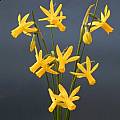Narcissus 'Twinkle Boy', Bill Dijk