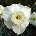 Narcissus 'Verona', Jay Yourch [Shift+click to enlarge, Click to go to wiki entry]