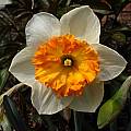 Narcissus &#039;Virginia Sunrise&#039;, Jay Yourch [Shift+click to enlarge, Click to go to wiki entry]