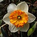 Narcissus 'Virginia Sunrise', Jay Yourch [Shift+click to enlarge, Click to go to wiki entry]