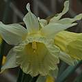 Narcissus 'W P Milner', David Pilling