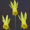 Narcissus 'Wilma', Bill Dijk [Shift+click to enlarge, Click to go to wiki entry]