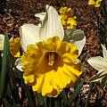 Narcissus 'Wisley', Jay Yourch [Shift+click to enlarge, Click to go to wiki entry]