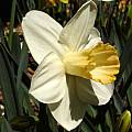 Narcissus 'Zapallo' Profile, Jay Yourch