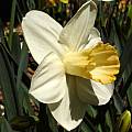 Narcissus 'Zapallo' Profile, Jay Yourch Narcissus 'Zapallo' Profile, Jay Yourch