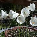 Narcissus albidus ssp. occidentalis, Jane McGary