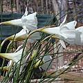 Narcissus albidus ssp. tananicus, John Lonsdale