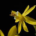 Narcissus albimarginatus, Rafa Díez Domínguez