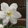 Narcissus &#039;Albus Plenus Odoratus&#039;, 16th May 2017, David Pilling [Shift+click to enlarge, Click to go to wiki entry]