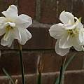 Narcissus 'Albus Plenus Odoratus', 16th May 2017, David Pilling