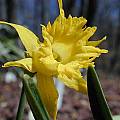 Narcissus asturiensis, John Lonsdale