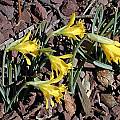 Narcissus asturiensis, John Lonsdale