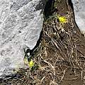 Narcissus asturiensis high in the Picos de Europa, June 2010, Ralph Carpenter