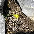 Narcissus asturiensis high in the Picos de Europa, June 2010, Ralph Carpenter