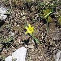 Narcissus asturiensis high in the Picos de Europa, June 2010, Ralph Carpenter