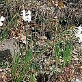 Narcissus broussonetii, Nhu Nguyen