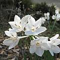 Narcissus broussonetii, Nhu Nguyen