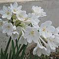 Narcissus broussonetii, Angelo Porcelli