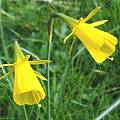 Narcissus bulbocodium, Jamie Vande