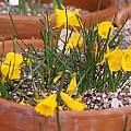 Narcissus bulbocodium alpinus, Jane McGary