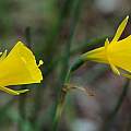 Narcissus bulbocodium ssp. bulbocodium, Mary Sue Ittner