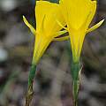 Narcissus bulbocodium ssp. bulbocodium, Mary Sue Ittner