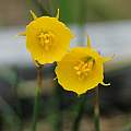 Narcissus bulbocodium ssp. bulbocodium, Mary Sue Ittner