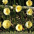 Narcissus bulbocodium hybrids, Bill Dijk