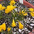 Narcissus bulbocodium ssp. bulbocodium var. nivalis, Jane McGary