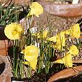 Narcissus bulbocodium ssp. bulbocodium var. pallidus, Jane McGary