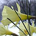 Narcissus bulbocodium ssp. bulbocodium var. pallidus, John Lonsdale