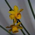 Narcissus calcicola, Arnold Trachtenberg