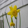 Narcissus calcicola, Arnold Trachtenberg