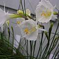 Narcissus canatabricus 'Peppermint', Arnold Trachtenberg