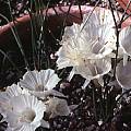 Narcissus cantabricus, Jane McGary